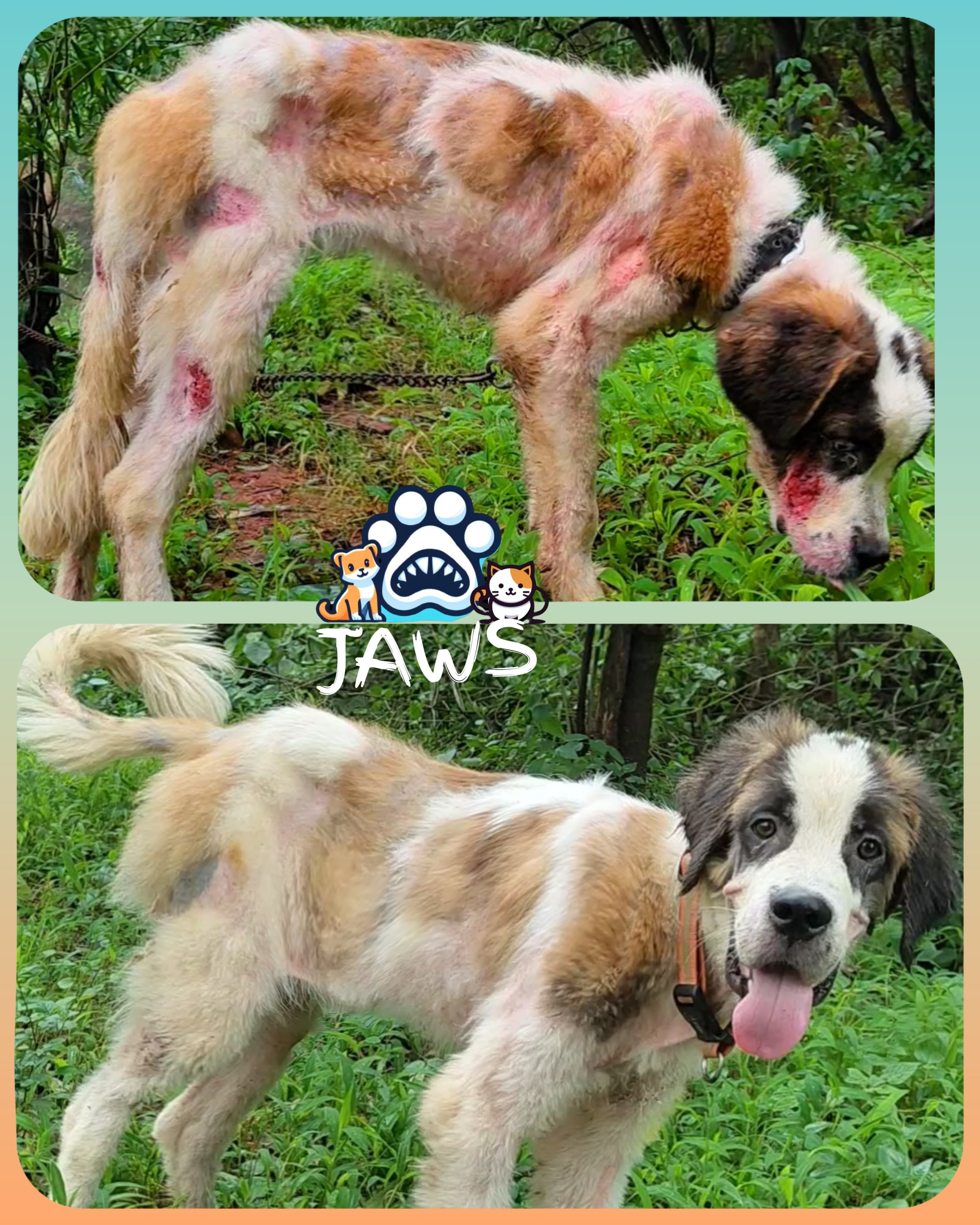 Rescue Transformation 1